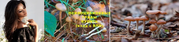стаф Балахна
